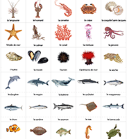 Fiche de vocabulaire à imprimer, les animaux marins