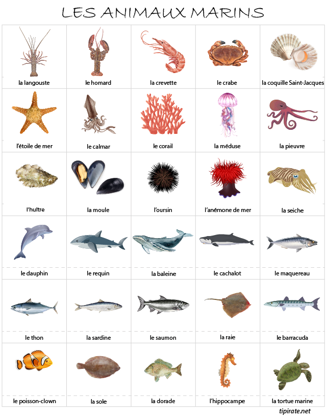Imagier gratuit à imprimer, les animaux marins
