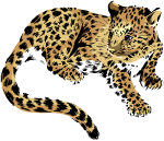 Un léopard