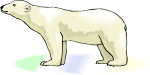 Un ours blanc