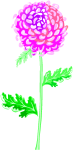 Une fleur de chrysanthème