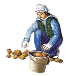 Récolte des pommes de terre