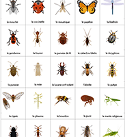 Les insectes, vocabulaire